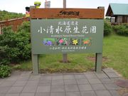 たかちゃんさんのエゾスカシユリの投稿写真2
