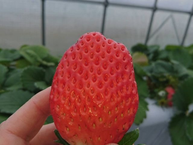 フルーティーで甘く美味しかったです。_ジュリカファーム淡河農園