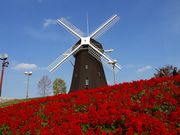 マックさんの花博記念公園鶴見緑地の投稿写真20