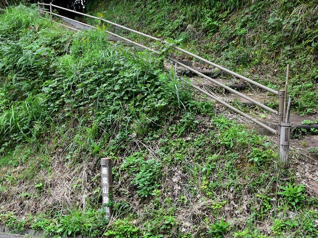JOEさんの唐泉山の椎天然林の投稿写真1