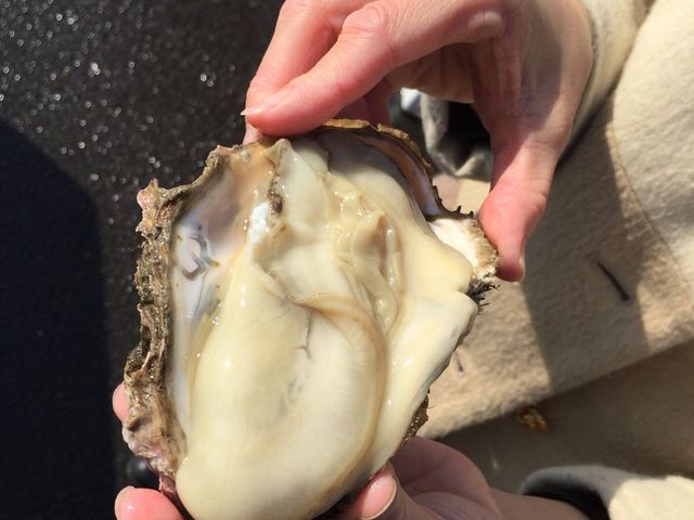 大きな生ガキ_回転寿司森田 那珂湊1号店