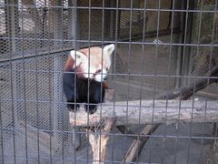 tibikunさんの熱川バナナワニ園への投稿写真2