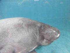 tibikunさんの熱川バナナワニ園への投稿写真3