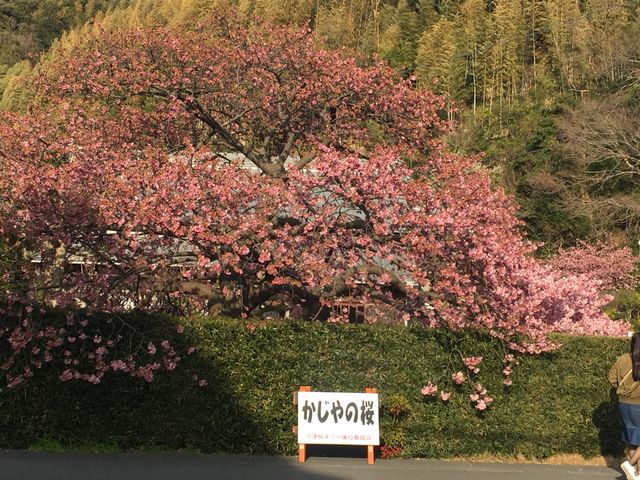道を挟んで向かいにある桜_河津町観光協会