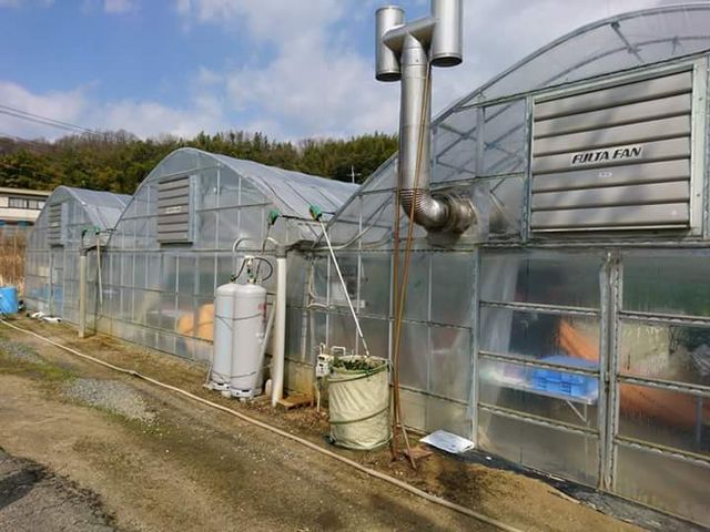 私達は1番左で『紅ほっぺ』を食べました。左のブル-シ-ト近くに水道があります。_きびファーム美果美香