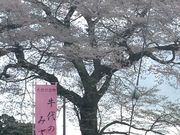 tomoさんの牛代の水目桜の投稿写真1