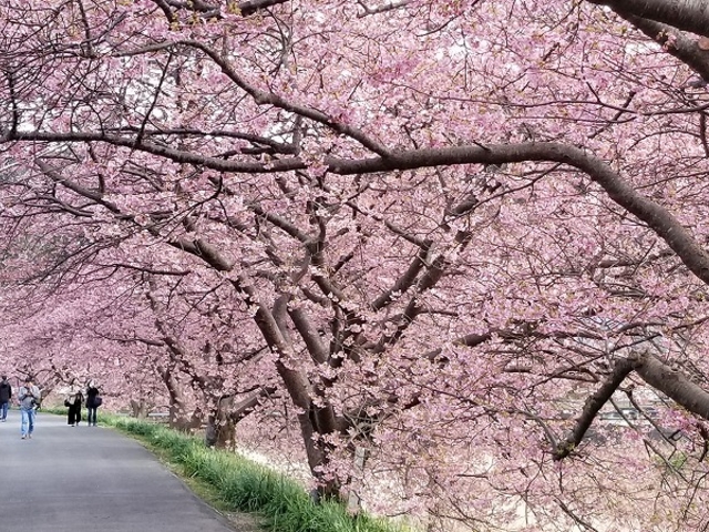 桜のトンネル!_道の駅 下賀茂温泉 湯の花