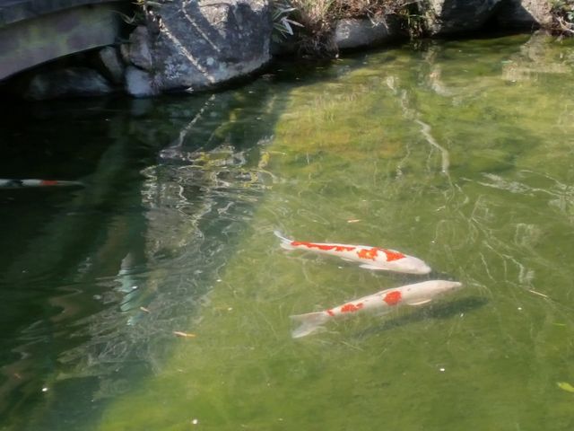 池の鯉_長府庭園
