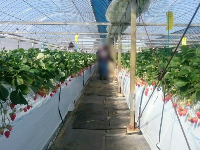 たわわに実ったイチゴはとても甘くて美味しかったです。_いちご狩り 柴農園