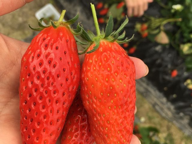 大きくて甘くて_オクタファーム