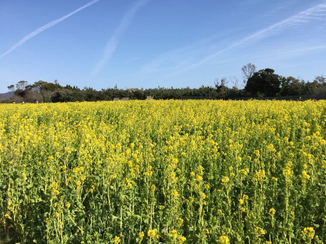 広がる菜花畑_菜の花