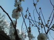 しょうこさんの向山緑地公園の梅の投稿写真1