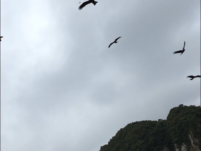トンビです。_マリンビューワーなんごう