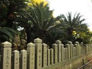 しちのすけさんの賀茂神社のソテツの投稿写真1