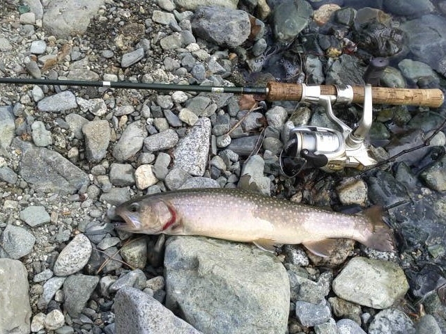 タツヤさんのベリーパーク in FISH-ON!鹿留の投稿写真2