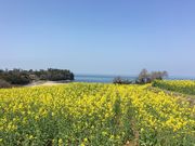 poporonさんの長崎鼻リゾートキャンプ場の投稿写真2