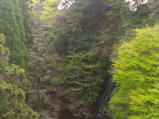 せせらぎの滝、清々しい_せせらぎの滝山口桂司農園