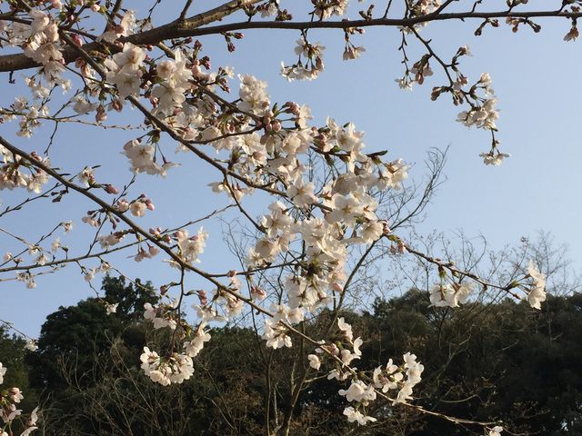 桜がとても綺麗でした。_かいづか温泉リゾート ほの字の里