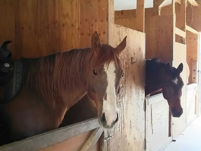 人と同じで馬それぞれ個性があって揺れ方も馬によって違うらしいですよ!_TANIMOTO HORSE RANCH