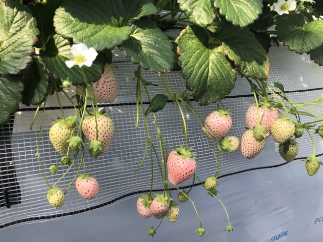 白イチゴ。薄いピンク色の実です。_図那いちご園