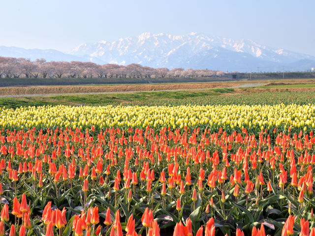 舟川べり三重奏 菜の花がまだ咲いてなくて四重奏にはならなかった。_あさひ舟川「春の四重奏」