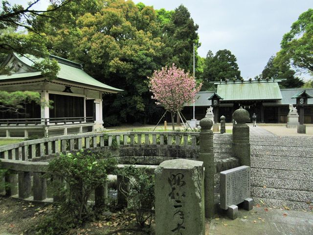 名残惜しむように一本の八重桜が風に散りはじめていた_明治川神社