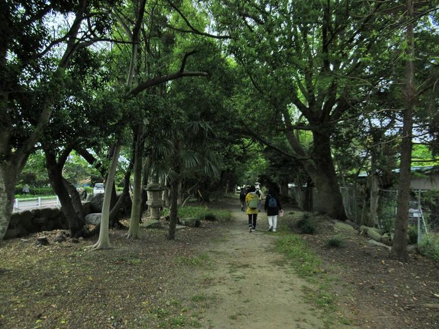 カギ状片方の道から2〜300m緑深き木々に覆われた参道_明治川神社
