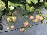 ましゃ福さんの図那いちご園の投稿写真1