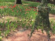 ELLEさんの日比谷公園のチューリップの投稿写真1