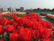 カメチャンさんの北島チューリップ公園の投稿写真1