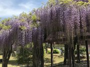 のーびさんの大三島藤公園の投稿写真1