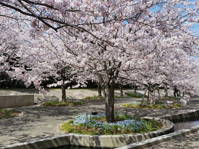 みやさんのさくら広場の投稿写真1