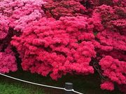 MAIさんのつつじが岡公園のツツジの投稿写真1