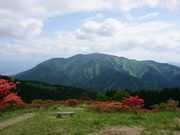 ケントさんの和泉葛城山ブナ林の投稿写真2