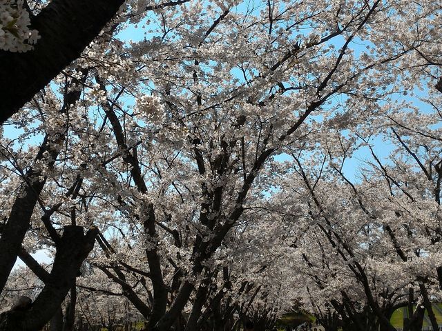 ソメイヨシノ_戸田記念墓地公園