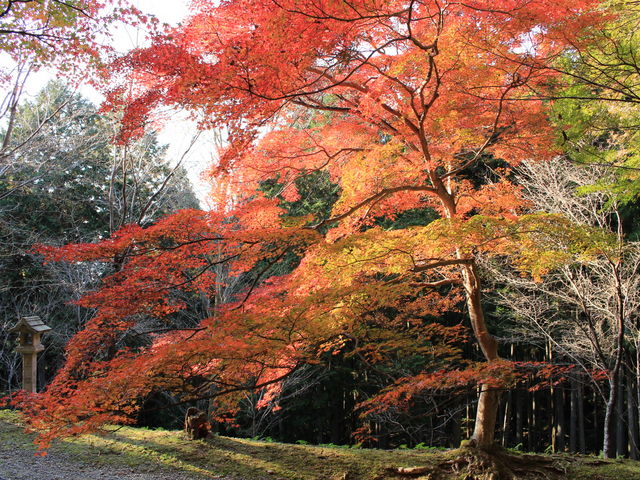 参道_吉野神宮