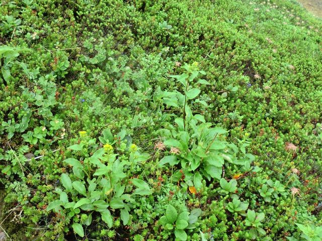 いろんな高山植物_旭平