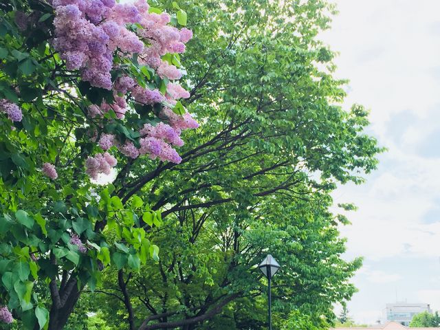 12丁目のライラック_大通公園のライラック