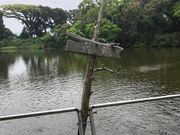 ミーナさんの大瀬の神池の投稿写真1