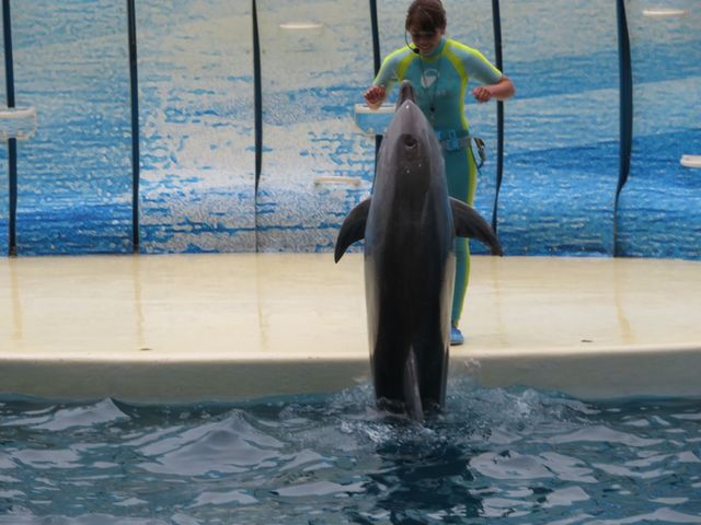 江ノ島水族館のイルカショー_江ノ島水族館 Sunny Sands
