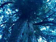 ぶんたさんの大湫神明神社の大杉の投稿写真1