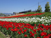 ぱきさんの県営馬見丘陵公園の投稿写真1