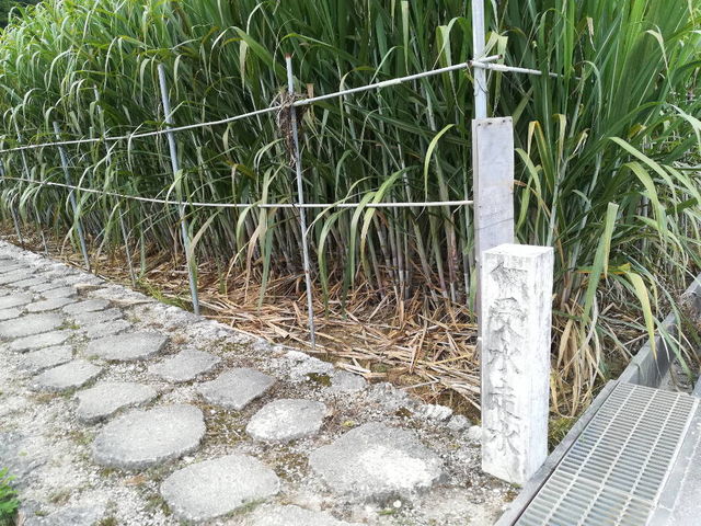 現在では付近の畑でもサトウキビが植えられている。_受水走水
