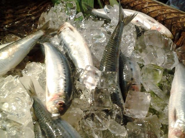 氷の湯船に_いわし料理いなせ