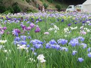 鶴亀松竹梅扇さんの北潟湖畔花菖蒲園の投稿写真3