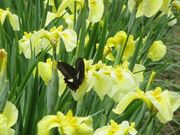 鶴亀松竹梅扇さんの北潟湖畔花菖蒲園の投稿写真4