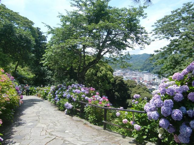 港が見える坂道_下田公園のアジサイ