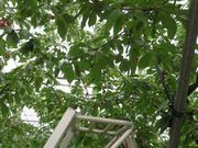 てつきちさんの観光さくらんぼ園の投稿写真4