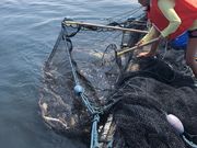 エリカさんの福玄丸の投稿写真1