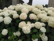 junさんの保和苑のアジサイの投稿写真2